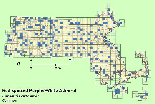 Red Spotted Purple / White Admiral map