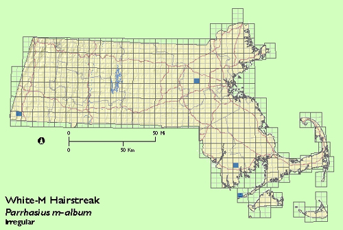 White M Hairstreak map