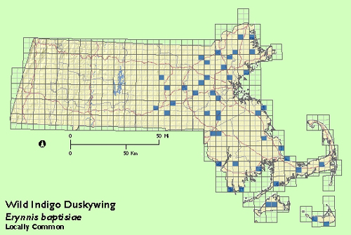 Wild Indigo Duskywing map